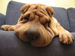 Shar Pei