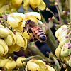 bees love this flower